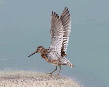 332 - LONG-BILLED DOWITCHER (8-15-11) wilcox twin ponds, cochise co, az  (9)
