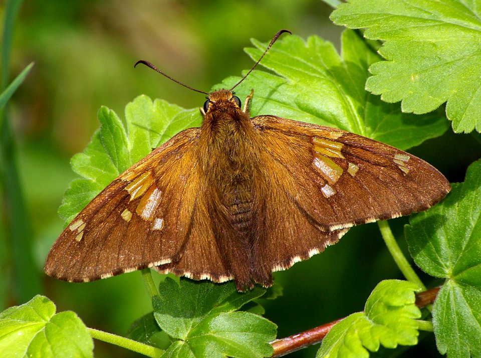 SKIPPER, SILVER-SPOTTED (Epargyreus clarus) (5-20-07) los alamos,nm (1)
