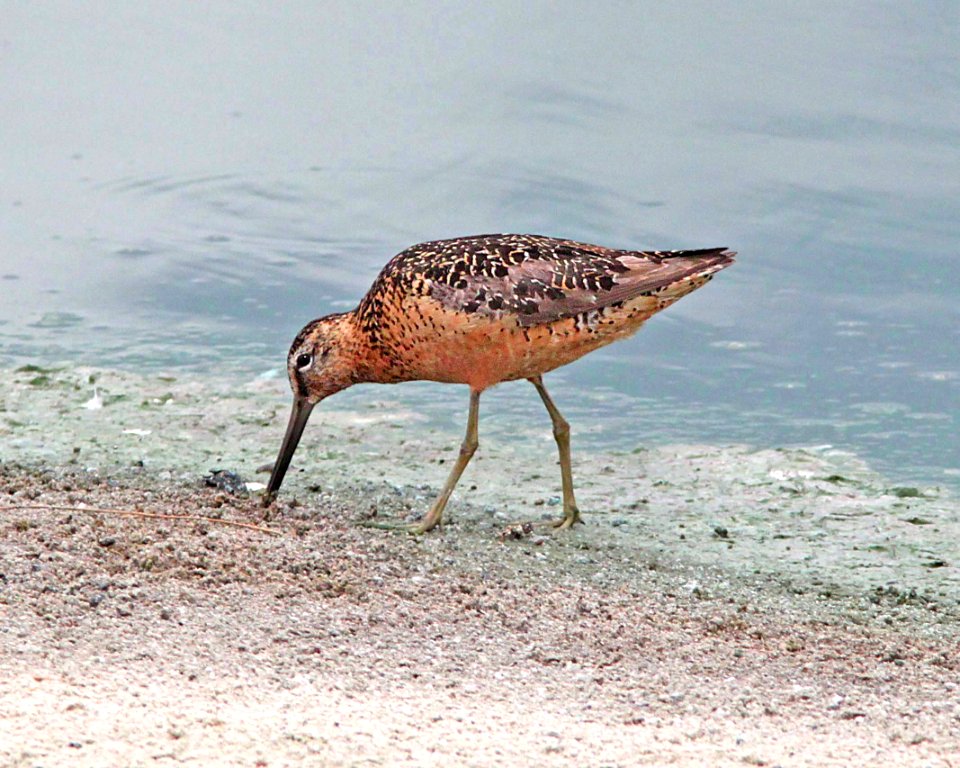 332 - LONG-BILLED DOWITCHER (8-15-11) wilcox twin ponds, cochise co, az  (2)