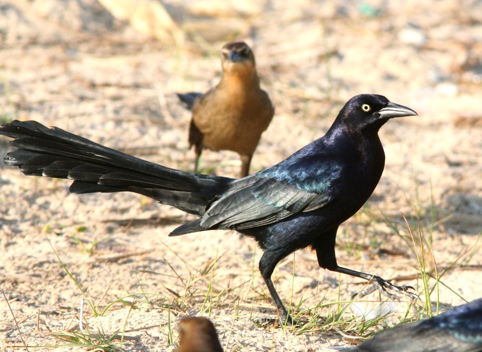 939 - GREAT-TAILED GRACKLE  (12-30-08) quintana, tx  (1)
