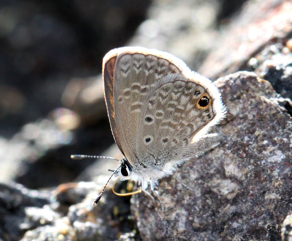 BLUE, CERAUNUS (Hemiargus cerraunus) (10-2-11) harshaw road, scc, az -01