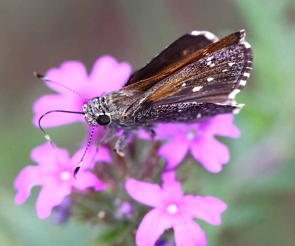 ROADSIDE-SKIPPER, LARGE (Amblyscirtes exoteria) (7-12-12) madera cyn, scc, az  (2)