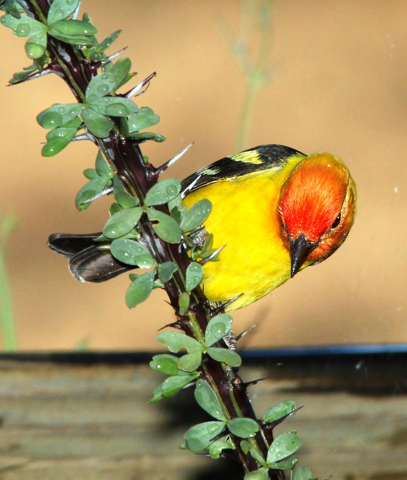 913 - WESTERN TANAGER (5-12-11) 78 circulo montana, patagonia lake ranch estates, scc, az  (8)