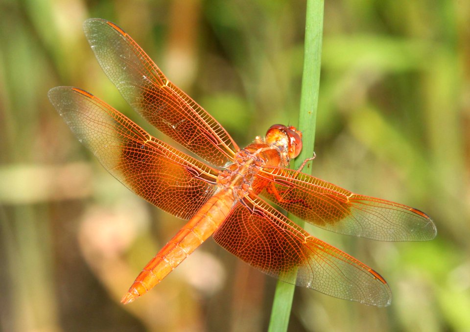 SKIMMER, FLAME (Libellula saturata) (8-30-11) san rafael grasslands, scc, az -01