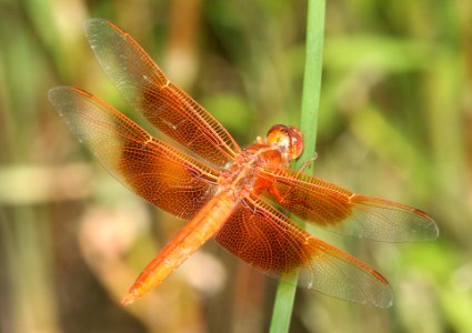SKIMMER, FLAME (Libellula saturata) (8-30-11) san rafael grasslands, scc, az -01