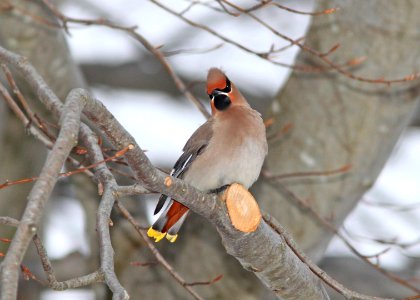 785 - BOHEMIAN WAXWING (2-17-11)  admiral's cove, newfoundland (7)