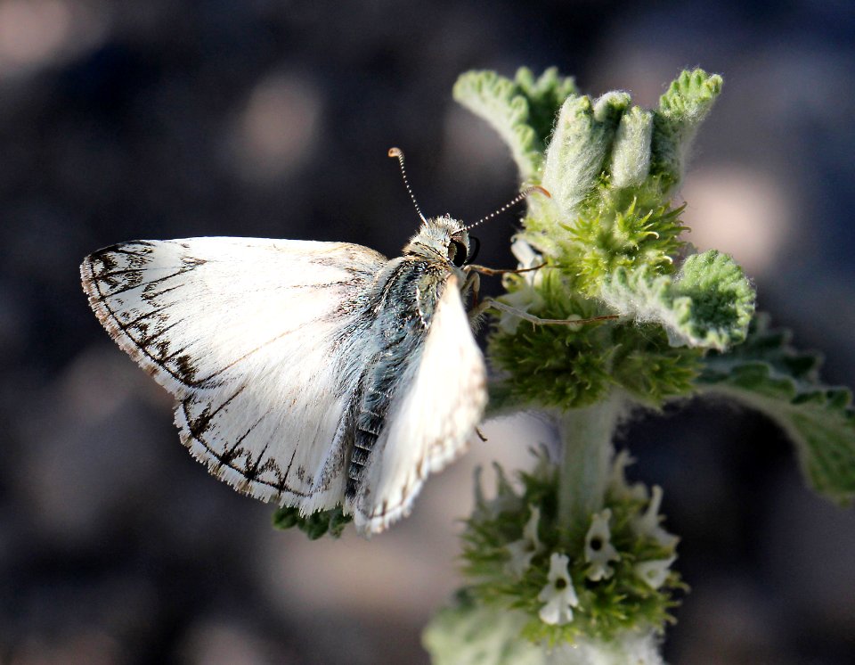 WHITE-SKIPPER, NORTHERN (Heliopetes ericetorum) (6-5-13) male, oak springs trilobite site, lincoln co, nevada  (2)