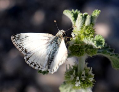 WHITE-SKIPPER, NORTHERN (Heliopetes ericetorum) (6-5-13) male, oak springs trilobite site, lincoln co, nevada  (2)