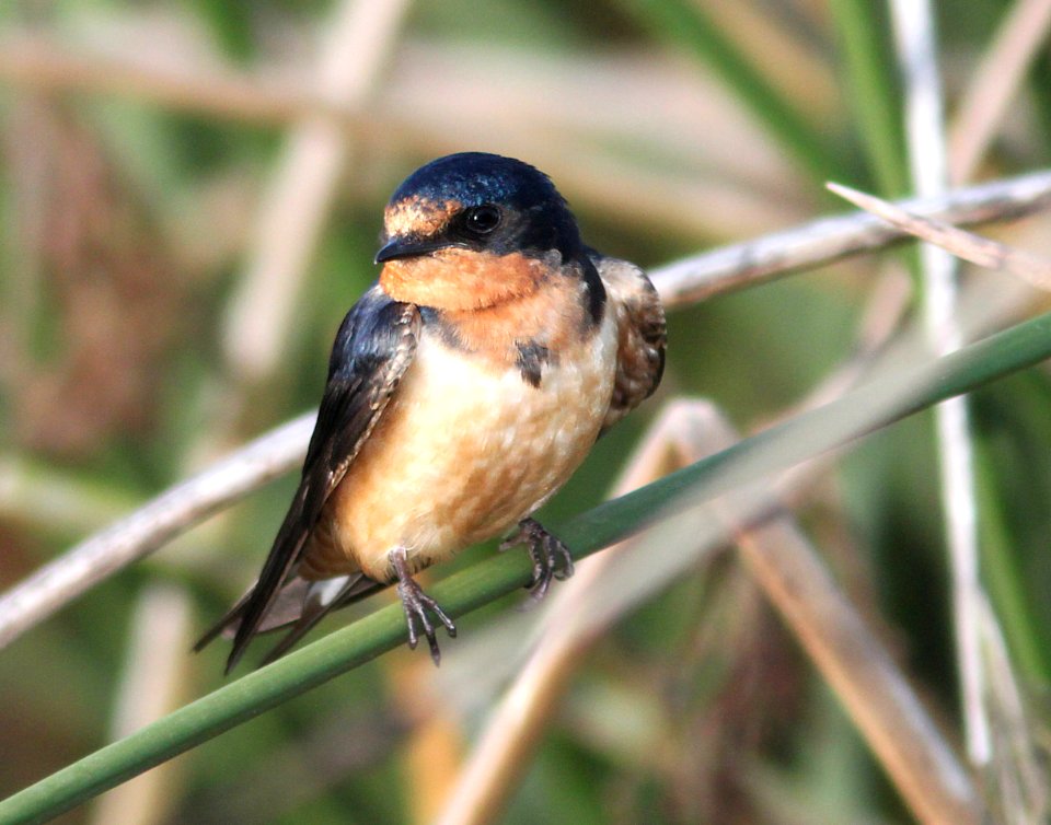 669 - BARN SWALLOW (7-13-09) adult, oso flaco lake, slo co, ca  (5)