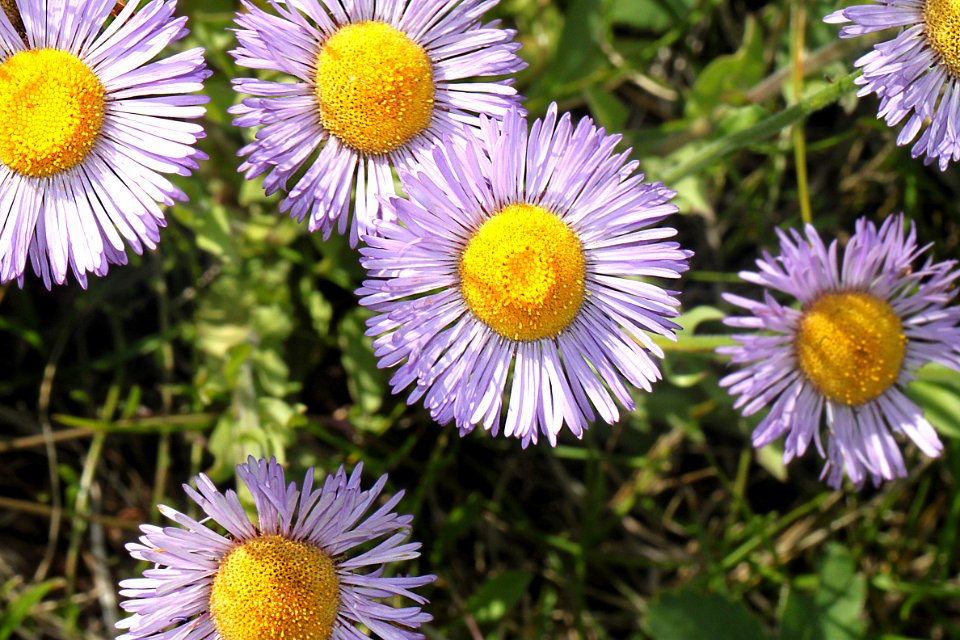 FLOWER, sp (8-11-12) hannigan meadows, white mountains, az - 02