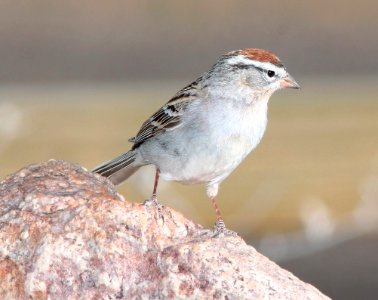 871 - CHIPPING SPARROW (4-4-11) 78 circulo montana, patagonia lake ranch estates, scc, az