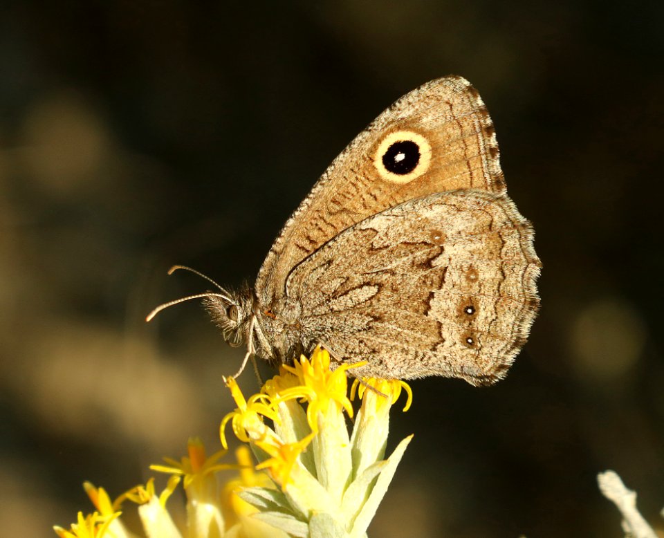 WOOD-NYMPH, SMALL  (Cercyonis oetus) (7-15-2019) castle garden petroglyphs, fremont co, wy (3)