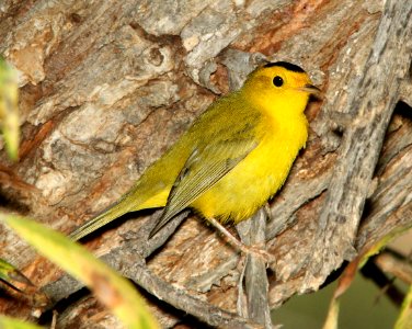 848 - WILSON'S WARBLER (9-25-11) pena blanca lake, scc, az -  (1)