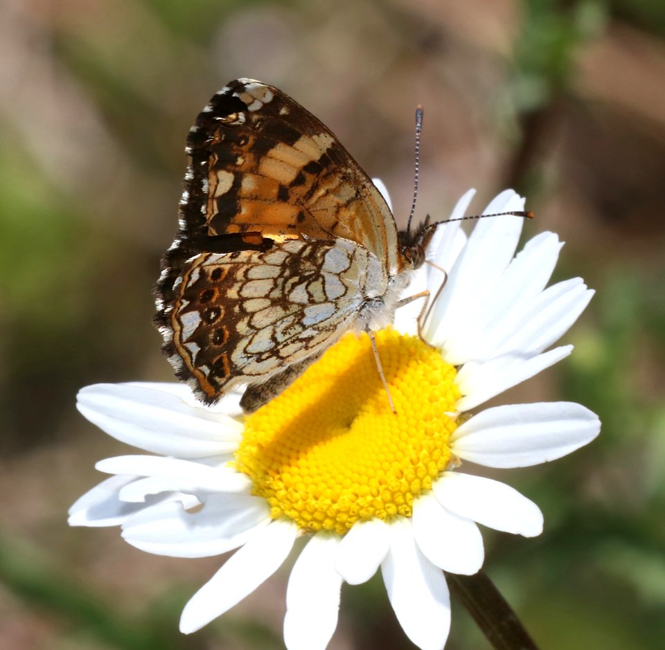 CHECKERSPOT, SILVERY (Chlosyne nycteis) (6-21-2020) 8800 ft, mile 231.9 of Rte 191, just north of Hannigan meadow, greenlee co, az -02