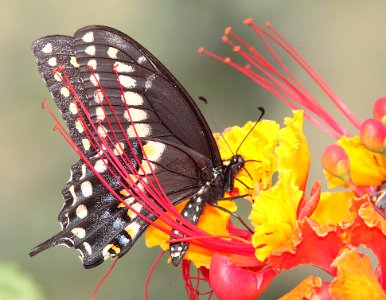 BLACK SWALLOWTAIL (Papilio polyxenes) (9-8-11) 78 circulo montana, patagonia lake ranch estates, scc, az -01