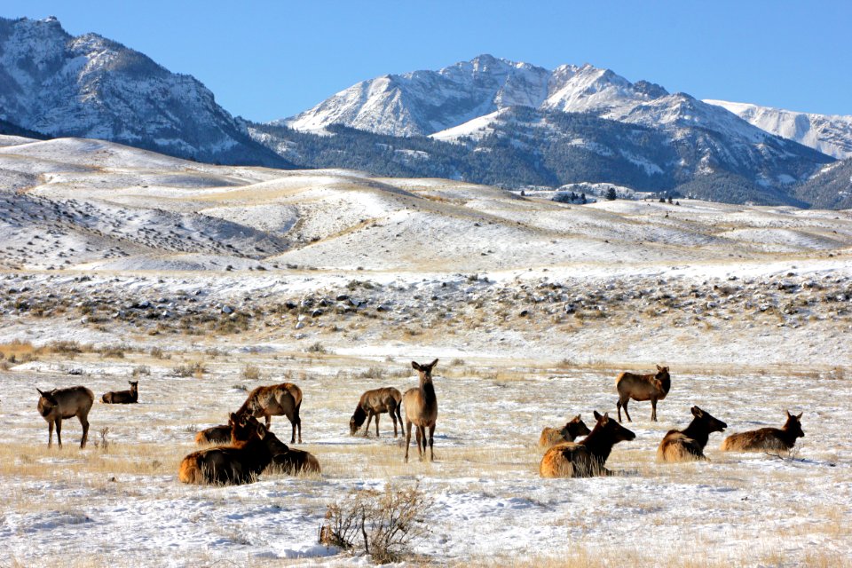 Cow elk near the North Entrance