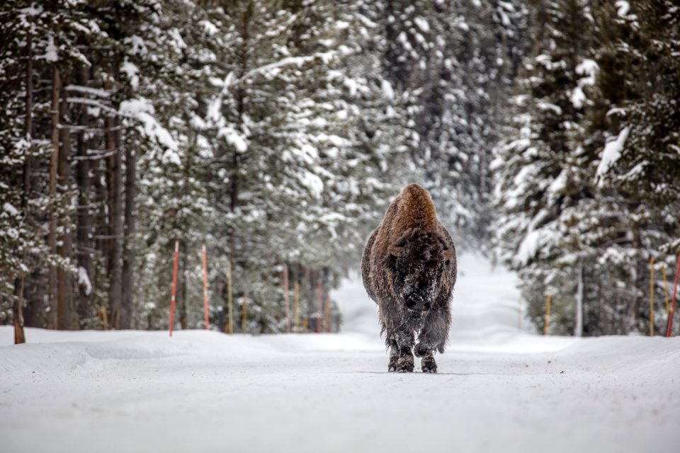 Frosty bull bison in the road near Fishing Bridge