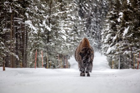 Frosty bull bison in the road near Fishing Bridge (2) photo
