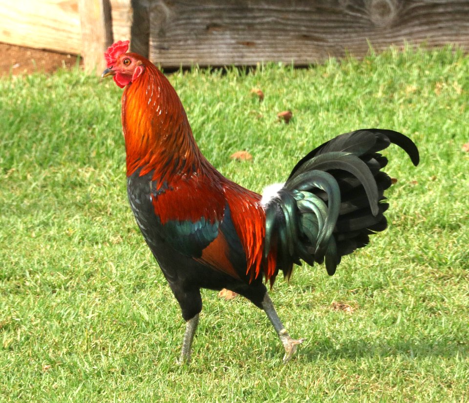 RED JUNGLEFOWL (Mostly wild traits) (9-4-2017) waimea area, hawai'i co, hawaii -01