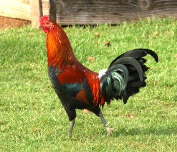 RED JUNGLEFOWL (Mostly wild traits) (9-4-2017) waimea area, hawai'i co, hawaii -01