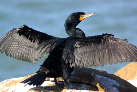 170 - DOUBLE-CRESTED CORMORANT (3-24-09) piedras blancas, sloco, ca (4)