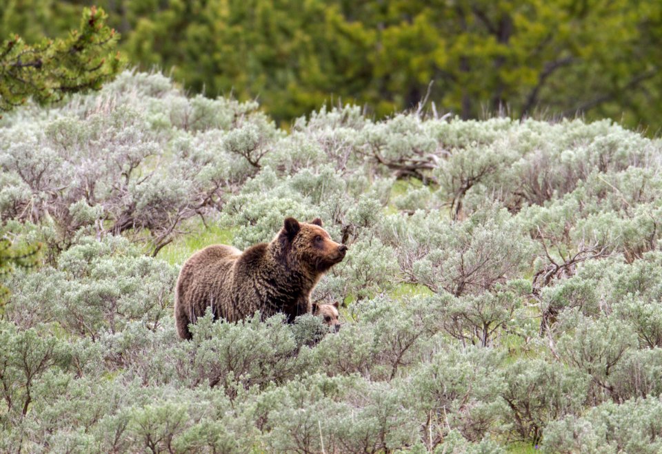 Grizzly sow and cub