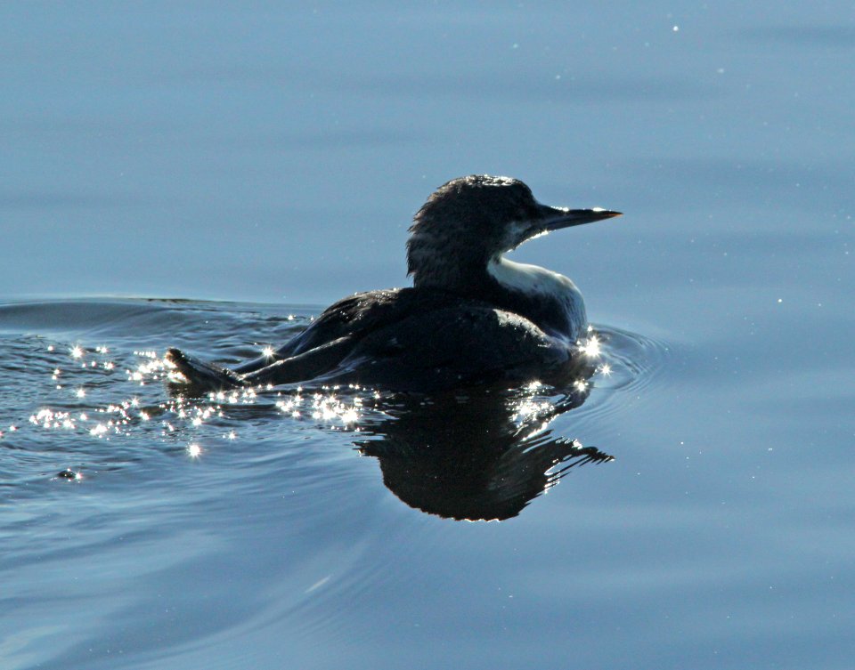 LOON, PACIFIC (1-5-10) oso flaco, slo co, ca -02b