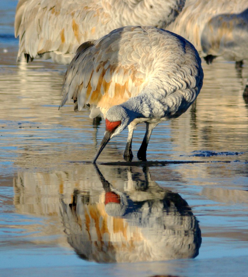 249 - SANDHILL CRANE (1-29-09) bosque del apache nwr, nm (3)