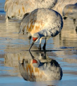 249 - SANDHILL CRANE (1-29-09) bosque del apache nwr, nm (3)