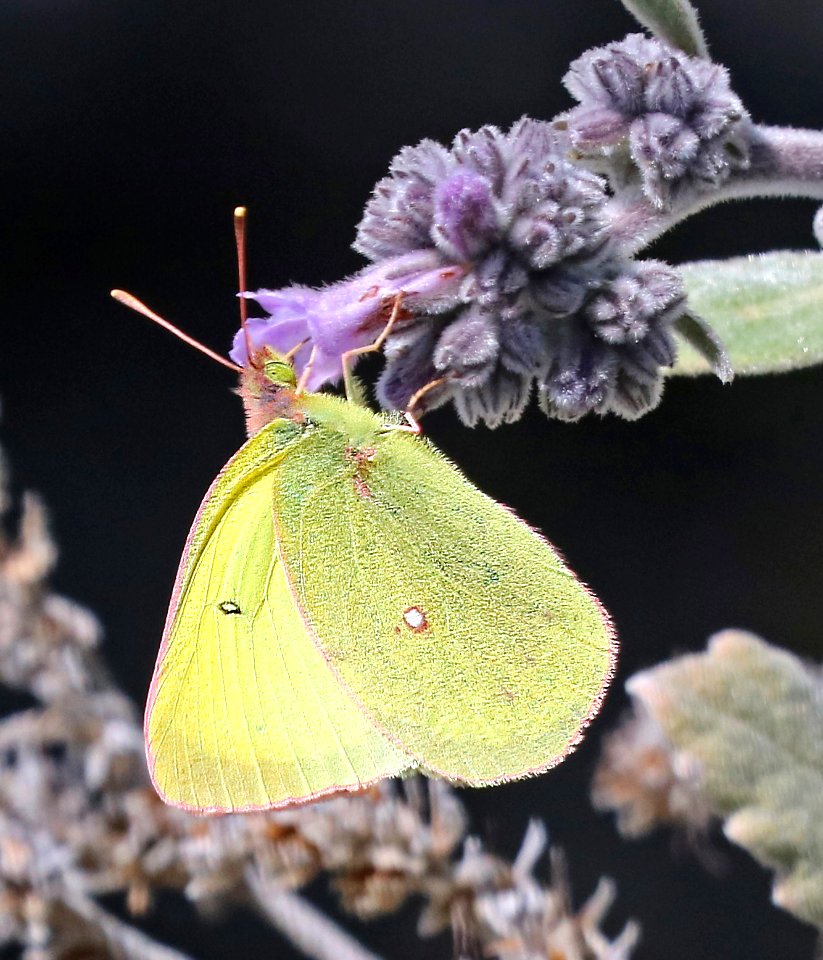 SULPHUR, HARFORD'S (Colias harfordii) (3-24-2016) indian flats road, near warner, san diego co, ca -01b