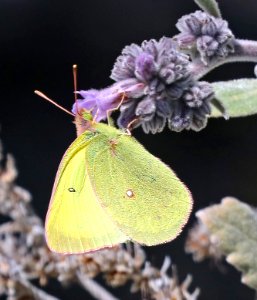 SULPHUR, HARFORD'S (Colias harfordii) (3-24-2016) indian flats road, near warner, san diego co, ca -01b