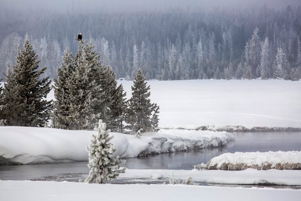 Bald eagle along the Gibbon River