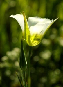 FLOWER (7-19-2019) 5400 ft, emerald lake c g,west rosebud road, custer-gallatin nat for, stillwater co, mt -13