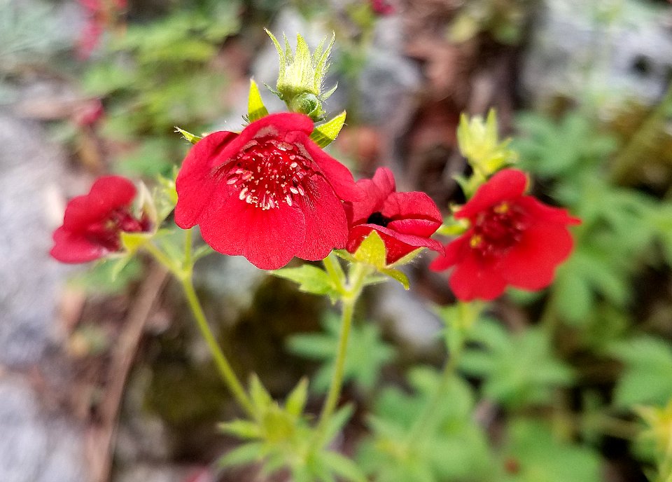 THURBER CINQUEFOIL (Potentilla thurberi) (8-17-2018) madera canyon, santa cruz co, az