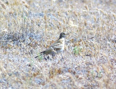655 - HORNED LARK (5-10-09) juv, carrizo plain, slo co, ca