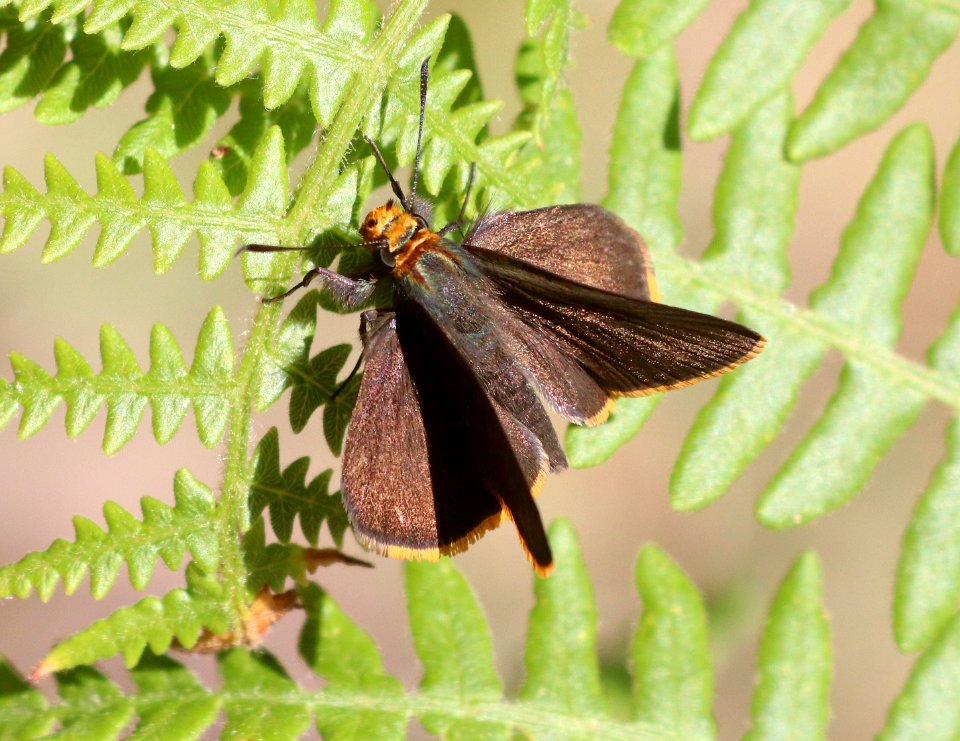ROADSIDE-SKIPPER, ORANGE-EDGED (Amblyscirtes fimbriata) (6-13-2020) barfoot meadow, chiricahua mts, cochise co, az -04