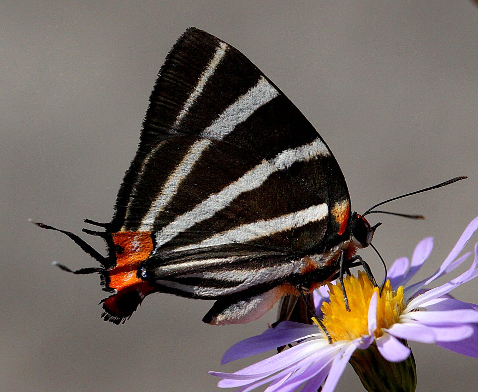 ZEBRA HAIRSTREAK (Panthiades bathildis) (11-18-13) 4th north american record, male, road end at river, salineno, starr co, tx -01