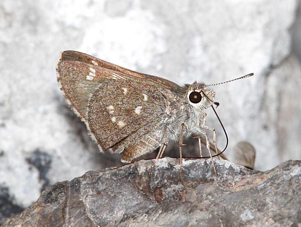 ROADSIDE-SKIPPER, BRONZE (Amblyscirtes aenus) (9-1-10) french joe cyn, whetstone mts, az -03