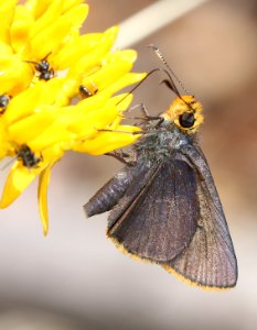ROADSIDE-SKIPPER, ORANGE-EDGED (Amblyscirtes fimbriata) (6-26-13) comfort springs trail, carr peak area, huachuca mts, cochise co, az -01