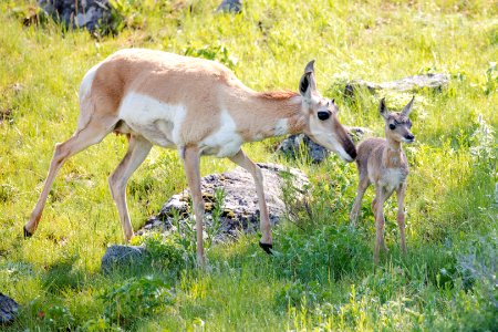 Pronghorn doe and fawn near Slough Creek photo