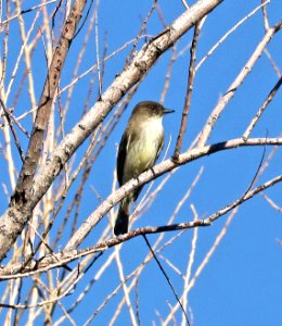 587 - EASTERN PHOEBE (2-11-2017) patagonia lake, santa cruz co, az -01