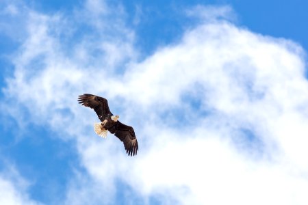 Bald eagle in flight near Reese Creek photo