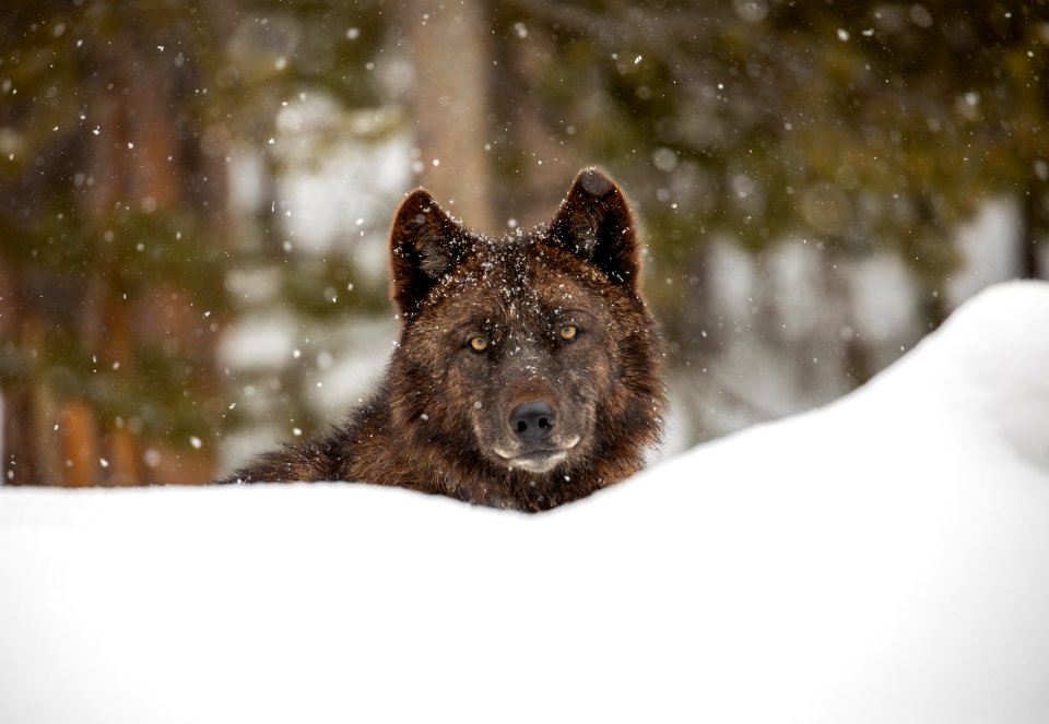 Wolf