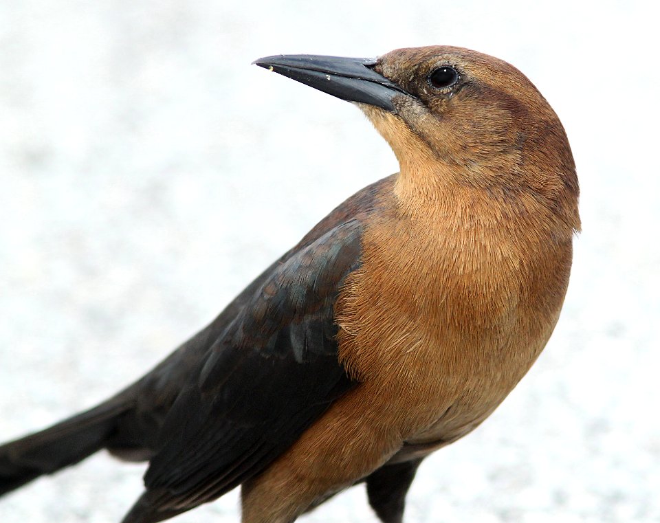 938 - BOAT-TAILED GRACKLE (1-21-10) kendall, fla  (9)