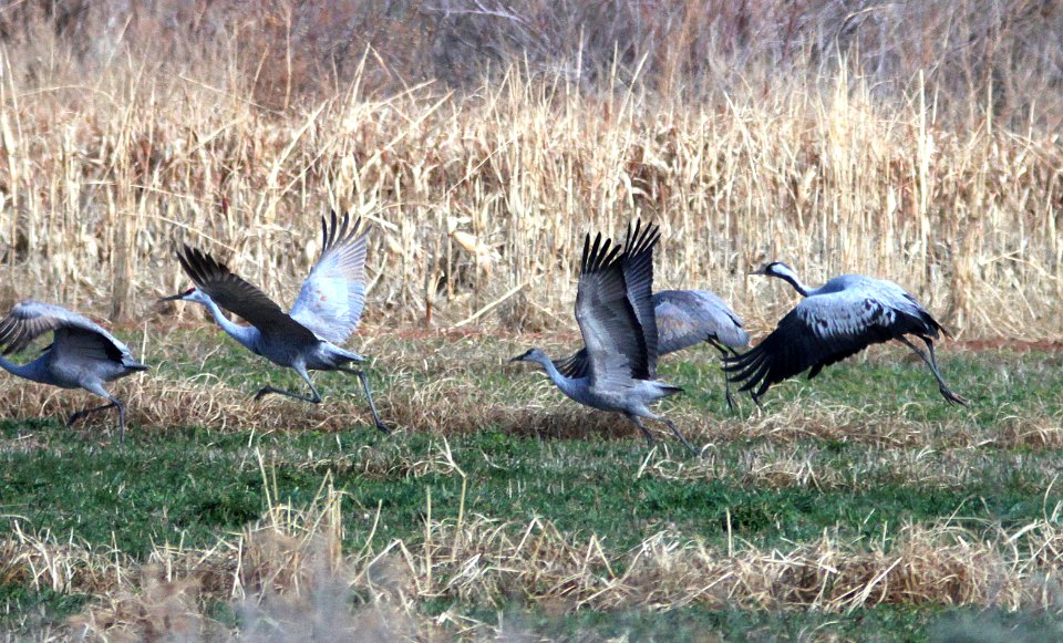 250 - COMMON CRANE (1-28-13) overton, nevada  (2)
