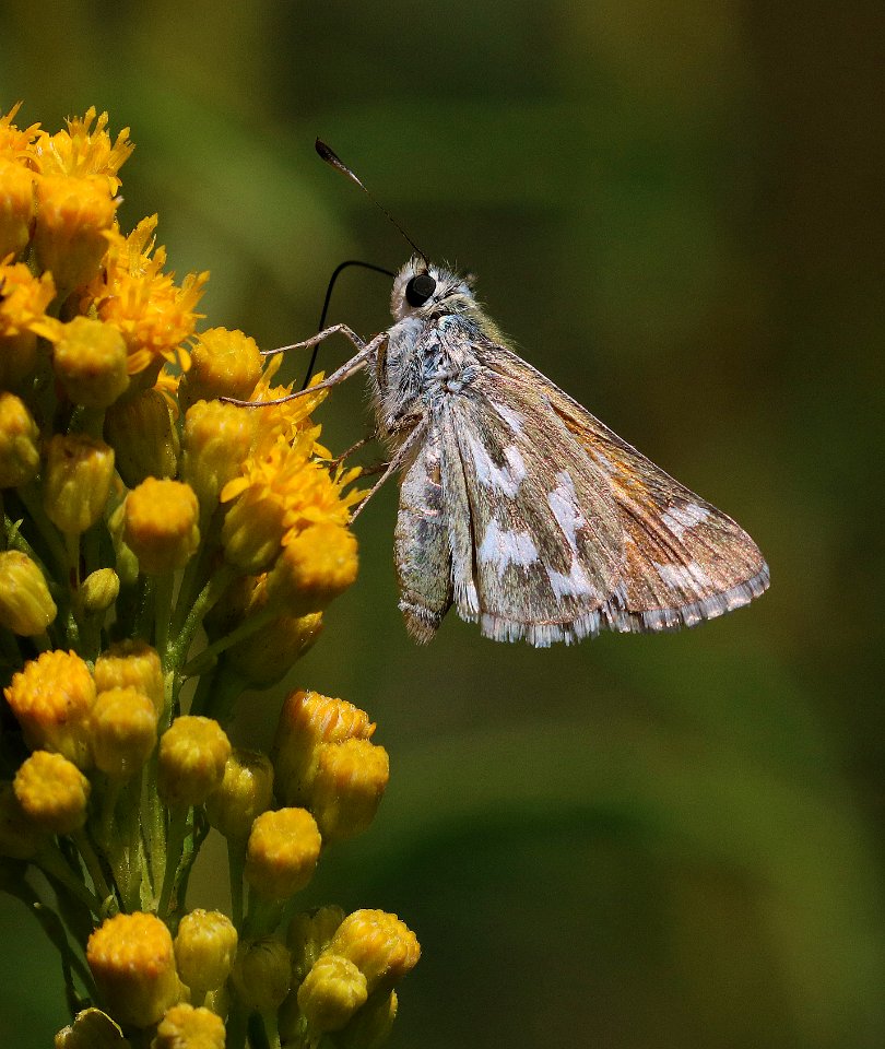 SKIPPER, JUBA (Hesperia juba) (8-2-2016) ruby lake marsh nwr, elko co, nv -09