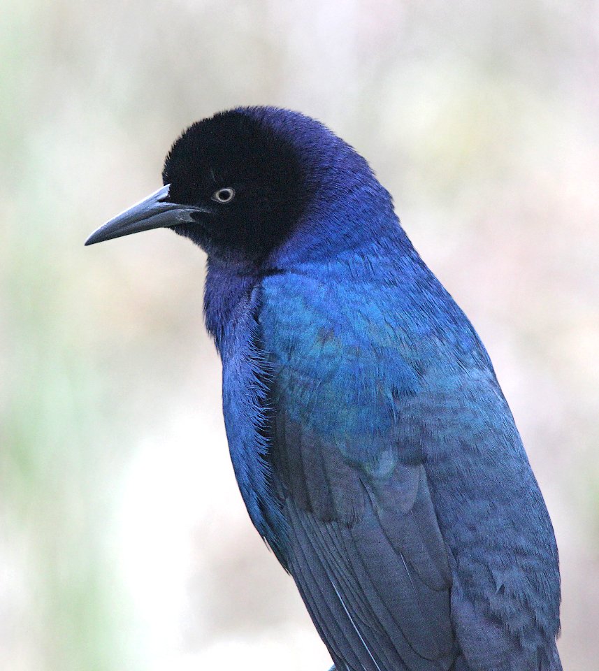 938 - BOAT-TAILED GRACKLE (3-17-13) taylor co, fl