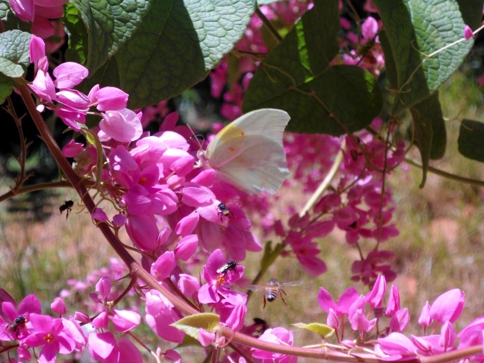 bichos alados photo