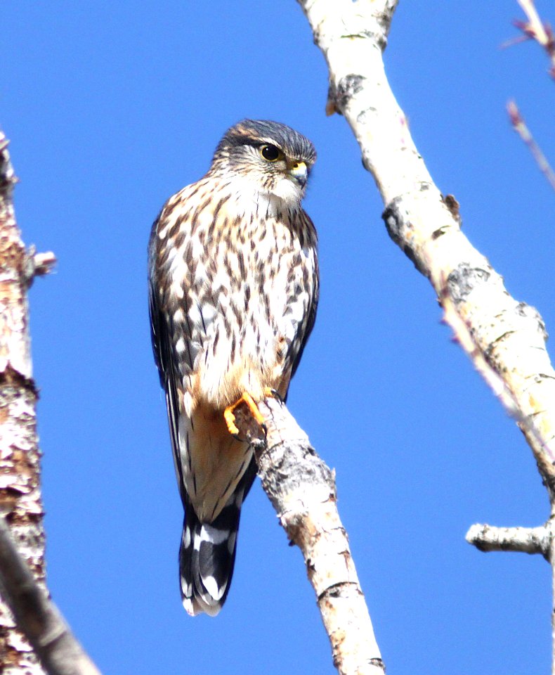 551 - MERLIN (10-29-09) carrizo, slo co, ca  (2)