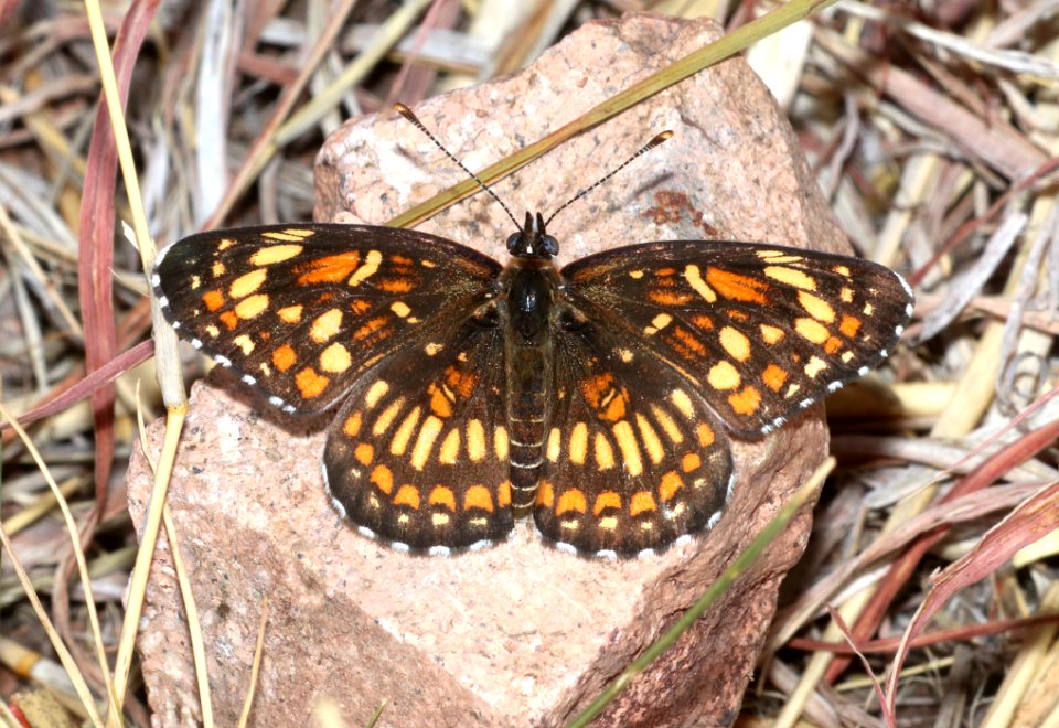 CHECKERSPOT, THEONA (Chlosyne theona) (6-27-2020) copper canyon, huachuca mts, cochise co, az -01